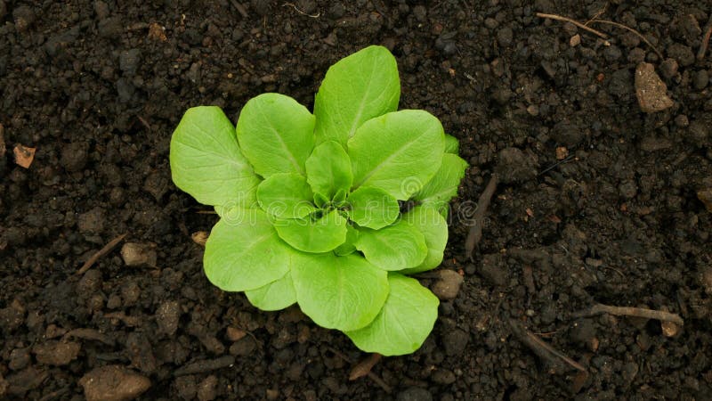 Seedlings lettuce butterhead bio green Lactuca sativa capitata vegetables young planting oak leaf green detail greenhouse foil field root crop farm farming garden salad growing Europee gourd fresh vegetables close-up, after rain mud wetting, village growing soil climate change, cabbage environmental earth plants detail close-up, soil bio root, for sale in the market and shop supermarket, agricultural agriculture, Czech Republic. Seedlings lettuce butterhead bio green Lactuca sativa capitata vegetables young planting oak leaf green detail greenhouse foil field root crop farm farming garden salad growing Europee gourd fresh vegetables close-up, after rain mud wetting, village growing soil climate change, cabbage environmental earth plants detail close-up, soil bio root, for sale in the market and shop supermarket, agricultural agriculture, Czech Republic