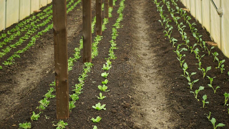 Seedlings kohlrabi lettuce spinach young planting tuber bio detail greenhouse foil field root crop farm farming garden growing Brassica oleracea gongylodes Spinacia oleracea Lactuca sativa Europe gourd fresh cucumiform fruits vegetables close-up, after rain mud wetting, village growing soil climate change, cabbage environmental earth plants detail close-up, soil bio root, for sale in the market and shop supermarket, agricultural agriculture, Czech Republic. Seedlings kohlrabi lettuce spinach young planting tuber bio detail greenhouse foil field root crop farm farming garden growing Brassica oleracea gongylodes Spinacia oleracea Lactuca sativa Europe gourd fresh cucumiform fruits vegetables close-up, after rain mud wetting, village growing soil climate change, cabbage environmental earth plants detail close-up, soil bio root, for sale in the market and shop supermarket, agricultural agriculture, Czech Republic