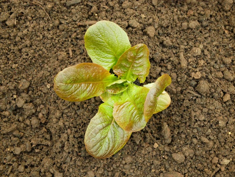 Seedlings Lactuca sativa lettuce butterhead bio Lactuca sativa capitata vegetables young planting oak leaf green red detail greenhouse foil field root crop farm farming garden salad growing Europee gourd fresh vegetables close-up, after rain mud wetting, village growing soil climate change, cabbage environmental earth plants detail close-up, soil bio root, for sale in the market and shop supermarket, agricultural agriculture, Czech Republic. Seedlings Lactuca sativa lettuce butterhead bio Lactuca sativa capitata vegetables young planting oak leaf green red detail greenhouse foil field root crop farm farming garden salad growing Europee gourd fresh vegetables close-up, after rain mud wetting, village growing soil climate change, cabbage environmental earth plants detail close-up, soil bio root, for sale in the market and shop supermarket, agricultural agriculture, Czech Republic