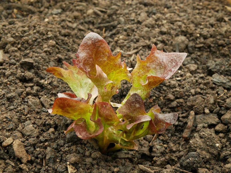 Seedlings lettuce oakleaf bio red Lactuca sativa vegetables young planting oak leaf green detail greenhouse foil field root crop farm farming garden salad growing Europee gourd fresh vegetables close-up, after rain mud wetting, village growing soil climate change, cabbage environmental earth plants detail close-up, soil bio root, for sale in the market and shop supermarket, agricultural agriculture, Czech Republic. Seedlings lettuce oakleaf bio red Lactuca sativa vegetables young planting oak leaf green detail greenhouse foil field root crop farm farming garden salad growing Europee gourd fresh vegetables close-up, after rain mud wetting, village growing soil climate change, cabbage environmental earth plants detail close-up, soil bio root, for sale in the market and shop supermarket, agricultural agriculture, Czech Republic