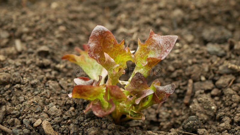 Seedlings lettuce oakleaf bio red Lactuca sativa vegetables young planting oak leaf green detail greenhouse foil field root crop farm farming garden salad growing Europee gourd fresh vegetables close-up, after rain mud wetting, village growing soil climate change, cabbage environmental earth plants detail close-up, soil bio root, for sale in the market and shop supermarket, agricultural agriculture, Czech Republic. Seedlings lettuce oakleaf bio red Lactuca sativa vegetables young planting oak leaf green detail greenhouse foil field root crop farm farming garden salad growing Europee gourd fresh vegetables close-up, after rain mud wetting, village growing soil climate change, cabbage environmental earth plants detail close-up, soil bio root, for sale in the market and shop supermarket, agricultural agriculture, Czech Republic