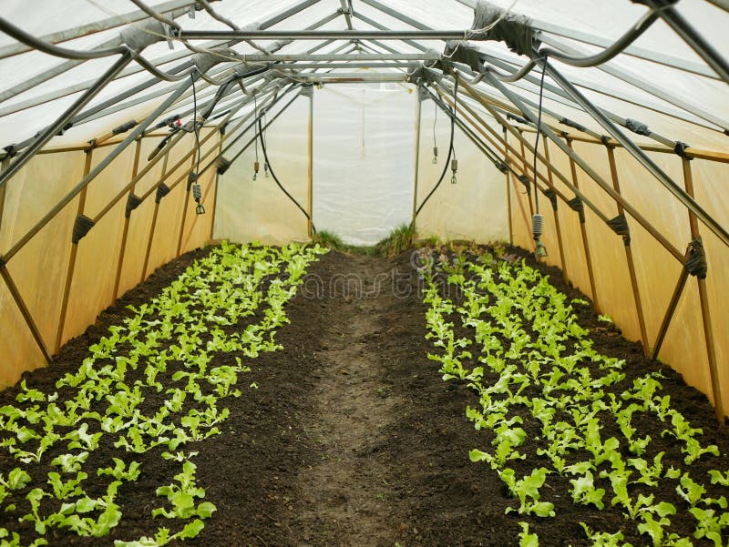 Seedlings lettuce oakleaf bio green Lactuca sativa vegetables young planting oak leaf green detail greenhouse foil field root crop farm farming garden salad growing Europee gourd fresh vegetables close-up, after rain mud wetting, village growing soil climate change, cabbage environmental earth plants detail close-up, soil bio root, for sale in the market and shop supermarket, agricultural agriculture, Czech Republic. Seedlings lettuce oakleaf bio green Lactuca sativa vegetables young planting oak leaf green detail greenhouse foil field root crop farm farming garden salad growing Europee gourd fresh vegetables close-up, after rain mud wetting, village growing soil climate change, cabbage environmental earth plants detail close-up, soil bio root, for sale in the market and shop supermarket, agricultural agriculture, Czech Republic