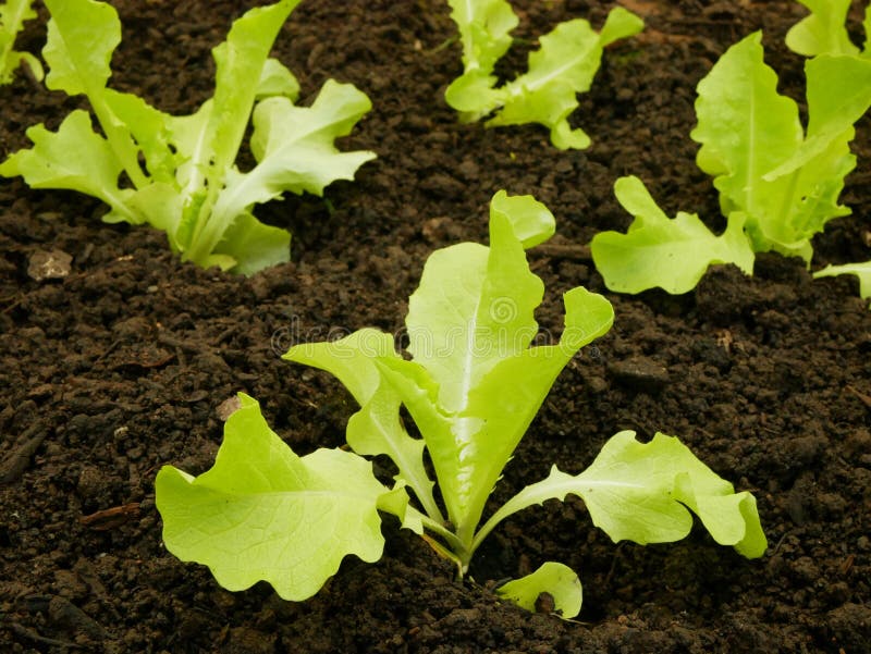 Seedlings lettuce oakleaf bio green Lactuca sativa vegetables young planting oak leaf green detail greenhouse foil field root crop farm farming garden salad growing Europee gourd fresh vegetables close-up, after rain mud wetting, village growing soil climate change, cabbage environmental earth plants detail close-up, soil bio root, for sale in the market and shop supermarket, agricultural agriculture, Czech Republic. Seedlings lettuce oakleaf bio green Lactuca sativa vegetables young planting oak leaf green detail greenhouse foil field root crop farm farming garden salad growing Europee gourd fresh vegetables close-up, after rain mud wetting, village growing soil climate change, cabbage environmental earth plants detail close-up, soil bio root, for sale in the market and shop supermarket, agricultural agriculture, Czech Republic