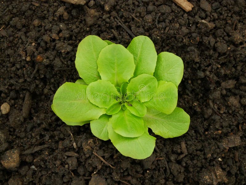 Seedlings lettuce butterhead bio green Lactuca sativa capitata vegetables young planting oak leaf green detail greenhouse foil field root crop farm farming garden salad growing Europee gourd fresh vegetables close-up, after rain mud wetting, village growing soil climate change, cabbage environmental earth plants detail close-up, soil bio root, for sale in the market and shop supermarket, agricultural agriculture, Czech Republic. Seedlings lettuce butterhead bio green Lactuca sativa capitata vegetables young planting oak leaf green detail greenhouse foil field root crop farm farming garden salad growing Europee gourd fresh vegetables close-up, after rain mud wetting, village growing soil climate change, cabbage environmental earth plants detail close-up, soil bio root, for sale in the market and shop supermarket, agricultural agriculture, Czech Republic