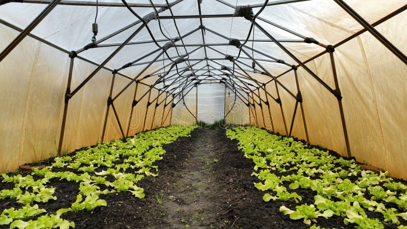 Seedlings lettuce oakleaf bio green Lactuca sativa vegetables young planting oak leaf green detail greenhouse foil field root crop farm farming garden salad growing Europee gourd fresh vegetables close-up, after rain mud wetting, village growing soil climate change, cabbage environmental earth plants detail close-up, soil bio root, for sale in the market and shop supermarket, agricultural agriculture, Czech Republic. Seedlings lettuce oakleaf bio green Lactuca sativa vegetables young planting oak leaf green detail greenhouse foil field root crop farm farming garden salad growing Europee gourd fresh vegetables close-up, after rain mud wetting, village growing soil climate change, cabbage environmental earth plants detail close-up, soil bio root, for sale in the market and shop supermarket, agricultural agriculture, Czech Republic