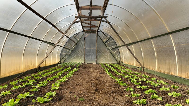 Seedlings lettuce butterhead bio green Lactuca sativa capitata vegetables young planting oak leaf green detail greenhouse foil field root crop farm farming garden salad growing Europee gourd fresh vegetables close-up, after rain mud wetting, village growing soil climate change, cabbage environmental earth plants detail close-up, soil bio root, for sale in the market and shop supermarket, agricultural agriculture, Czech Republic. Seedlings lettuce butterhead bio green Lactuca sativa capitata vegetables young planting oak leaf green detail greenhouse foil field root crop farm farming garden salad growing Europee gourd fresh vegetables close-up, after rain mud wetting, village growing soil climate change, cabbage environmental earth plants detail close-up, soil bio root, for sale in the market and shop supermarket, agricultural agriculture, Czech Republic