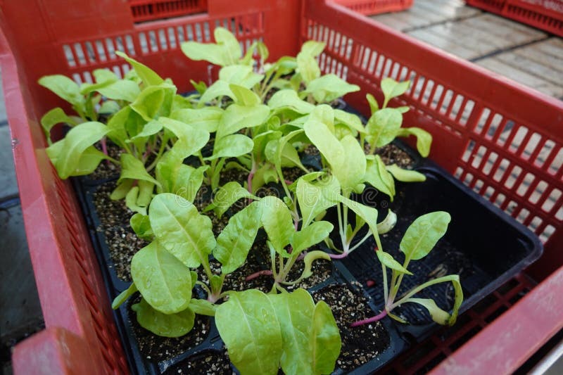 chard seedlings for planting in the vegetable garden. sale of young plants in nursery of plants in gardening store. chard seedlings for planting in the vegetable garden. sale of young plants in nursery of plants in gardening store