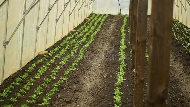 Seedlings kohlrabi spinach Spinacia oleracea young planting tuber bio detail greenhouse foil field root soil crop farm farming garden growing Brassica oleracea gongylodes Europe gourd fresh cucumiform fruits vegetables close-up, after rain mud wetting, village growing soil climate change, cabbage environmental earth plants detail close-up, soil bio root, for sale in the market and shop supermarket, agricultural agriculture, Czech Republic. Seedlings kohlrabi spinach Spinacia oleracea young planting tuber bio detail greenhouse foil field root soil crop farm farming garden growing Brassica oleracea gongylodes Europe gourd fresh cucumiform fruits vegetables close-up, after rain mud wetting, village growing soil climate change, cabbage environmental earth plants detail close-up, soil bio root, for sale in the market and shop supermarket, agricultural agriculture, Czech Republic