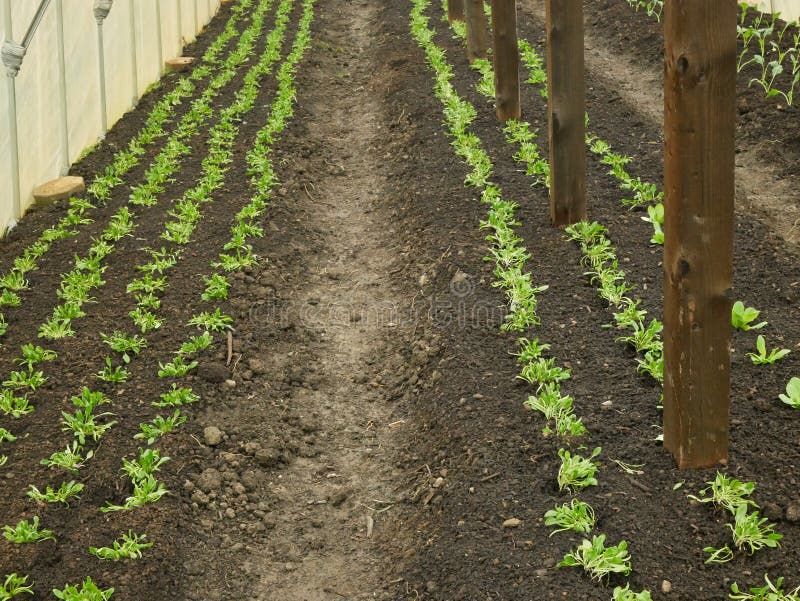 Seedlings kohlrabi spinach Spinacia oleracea young planting tuber bio detail greenhouse foil field root soil crop farm farming garden growing Brassica oleracea gongylodes Europe gourd fresh cucumiform fruits vegetables close-up, after rain mud wetting, village growing soil climate change, cabbage environmental earth plants detail close-up, soil bio root, for sale in the market and shop supermarket, agricultural agriculture, Czech Republic. Seedlings kohlrabi spinach Spinacia oleracea young planting tuber bio detail greenhouse foil field root soil crop farm farming garden growing Brassica oleracea gongylodes Europe gourd fresh cucumiform fruits vegetables close-up, after rain mud wetting, village growing soil climate change, cabbage environmental earth plants detail close-up, soil bio root, for sale in the market and shop supermarket, agricultural agriculture, Czech Republic