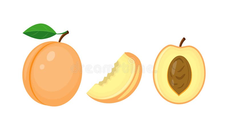 Semiună întreagă colorată și caise feliate cu frunze verzi. stock illustration