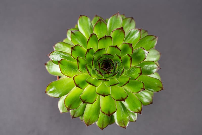 221 Sempervivum Black Stock Photos - Free & Royalty-Free Stock Photos ...