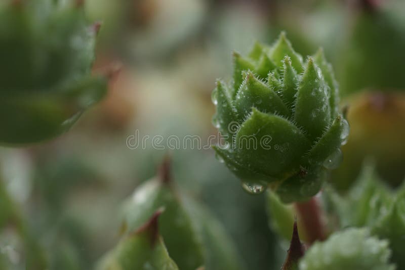 Closeup of houseleek, Hens and Chicks, with raindrops. Sempervivum Tectorum, Hens and Chicks plant. Evergreen succulent with raindrops. Selective focus on the royalty free stock photo Closeup of houseleek, Hens and Chicks, with raindrops. Sempervivum Tectorum, Hens and Chicks plant. Evergreen succulent with raindrops. Selective focus on the royalty free stock photo
