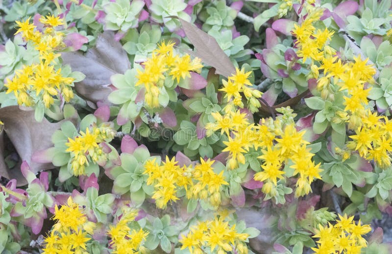 close up of Sempervivum succulents in a garden. close up of Sempervivum succulents in a garden