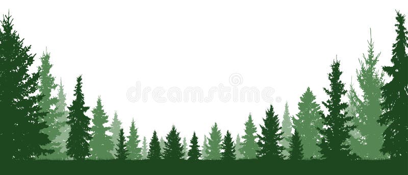 Sempreverde della foresta, conifere, fondo di vettore della siluetta