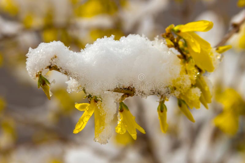 Sen snö på blommande gul forsythia royaltyfri fotografi