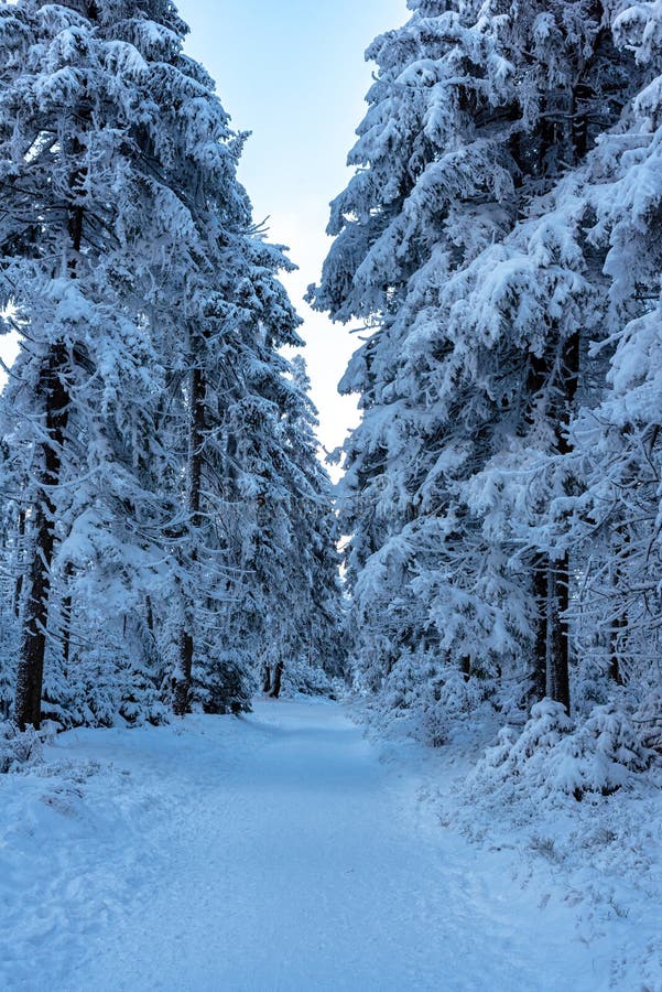 Calm sunny day in snow covered forest in the mountain range. Calm sunny day in snow covered forest in the mountain range