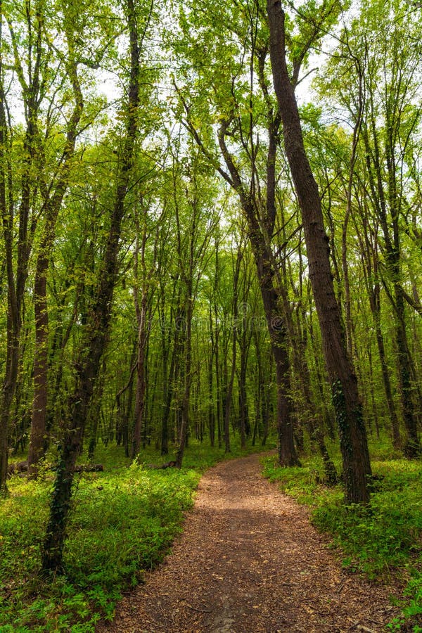 Sendero En El Bosque Verde Y Denso Foto de archivo Imagen de cubo