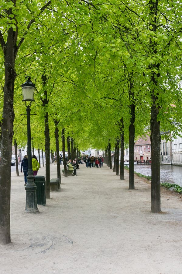 Sendero peatonal rodeado de árboles verde fresco en bruges belgium foto de archivo libre de regalías