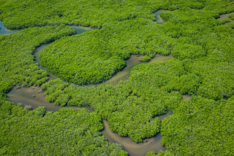 Senegal Mangroves. Aerial view of mangrove forest in the  Saloum Delta National Park, Joal Fadiout, Senegal. Photo made by drone