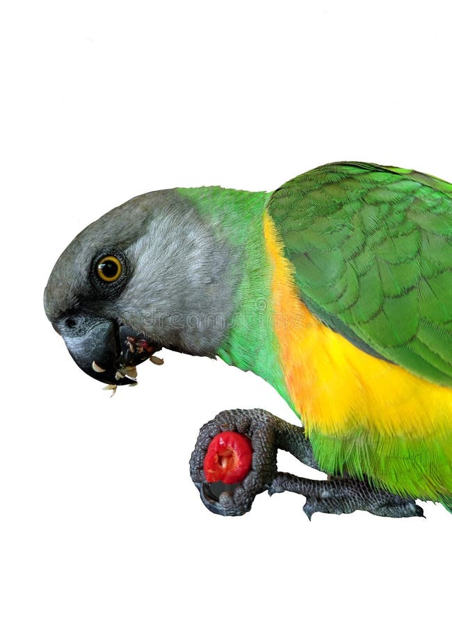 Senegal Parrot stock photo. Image of yellow, farm, beak 3473088