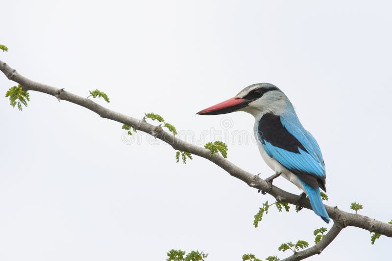 Senegalese IJsvogel, martin pescatore del terreno boscoso, senegalensis di alcione immagine stock libera da diritti Senegalese IJsvogel, martin pescatore del terreno boscoso, senegalensis di alcione immagine stock libera da diritti