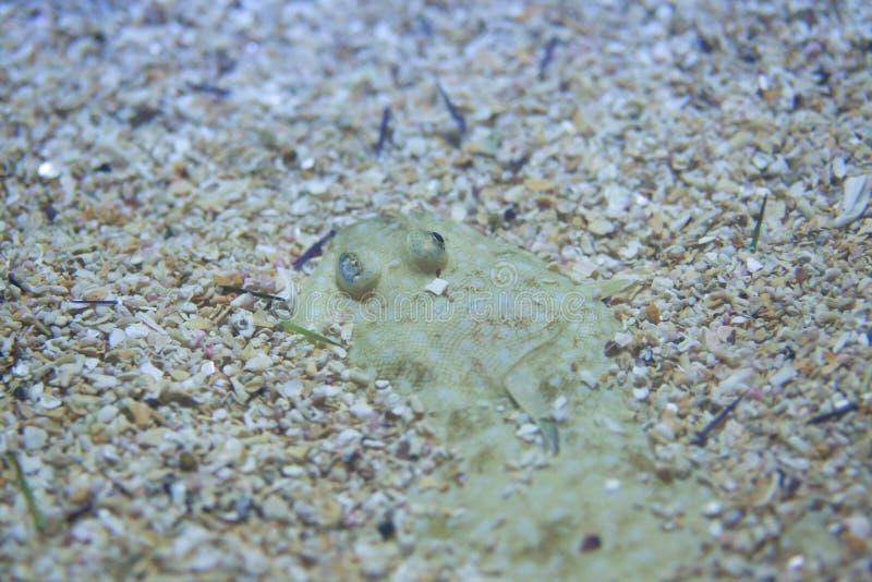 Senegalese sole (Solea senegalensis).