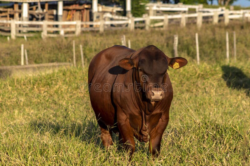 Senepol bull in the pasture of a farm for breeding and beef cattle