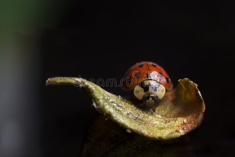 Senhora Bug na folha no fundo preto fotografia de stock royalty free Senhora Bug na folha no fundo preto fotografia de stock royalty free