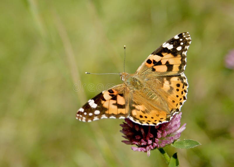 Painted Lady Butterfly, Cynthia cardui, with open wings sitting on the inflorescence of Beebread, Trifolium pratense. Painted Lady Butterfly, Cynthia cardui, with open wings sitting on the inflorescence of Beebread, Trifolium pratense