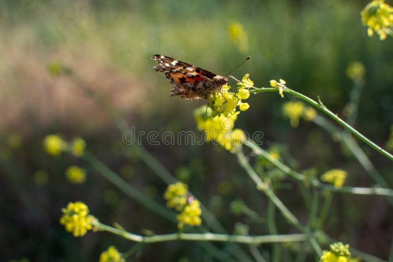 Senhora pintada Butterfly com as asas fechados na haste da planta com as flores amarelas no fundo imagem de stock royalty free Senhora pintada Butterfly com as asas fechados na haste da planta com as flores amarelas no fundo imagem de stock royalty free