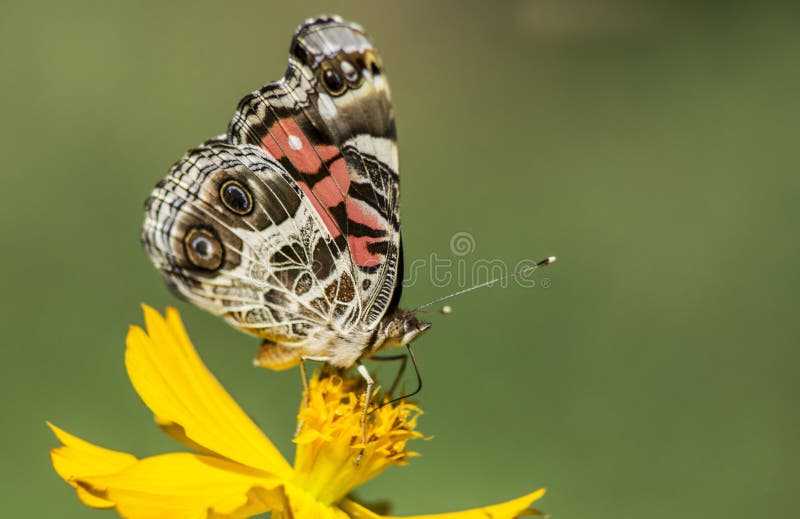 Senhora pintada pequena Butterfly que alimenta em um Zinnia amarelo foto de stock Senhora pintada pequena Butterfly que alimenta em um Zinnia amarelo foto de stock