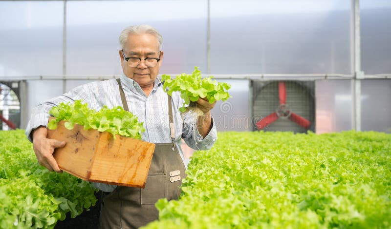 Senior Asian man harvest vegetables hydroponic. Hydroponics greenhouse farm