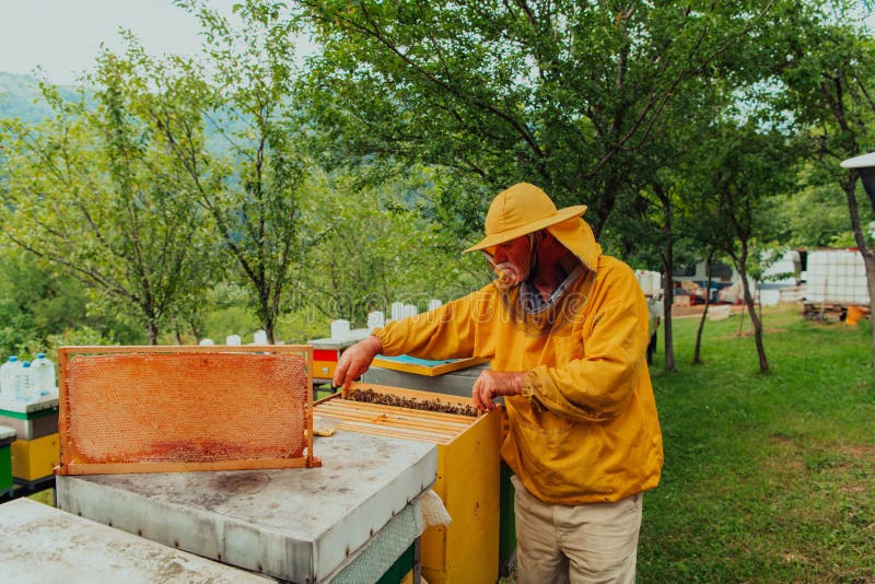 Senior Beekeeper Checking How the Honey Production is Progressing