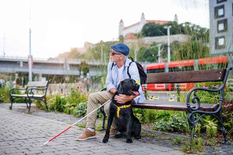 Senior blind man with guide dog sitting on bench in park in city.