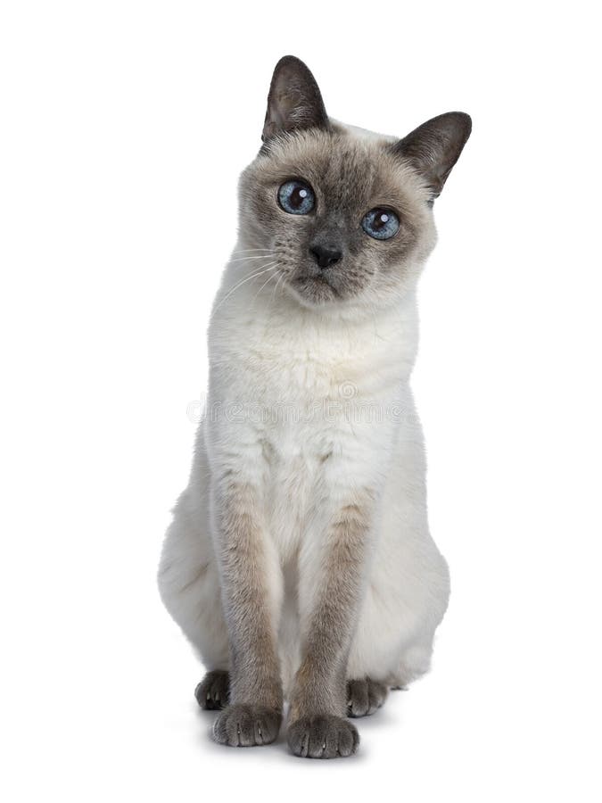 Senior blue point Thai cat, Isolated on white background. Senior blue point Thai cat sitting front view, looking straight in camera with blue wise eyes royalty free stock photo Senior blue point Thai cat, Isolated on white background. Senior blue point Thai cat sitting front view, looking straight in camera with blue wise eyes royalty free stock photo