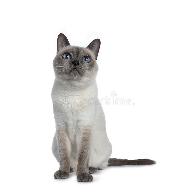 Senior Blue Point Thai Cat, Isolated on White Background. Stock Image ...