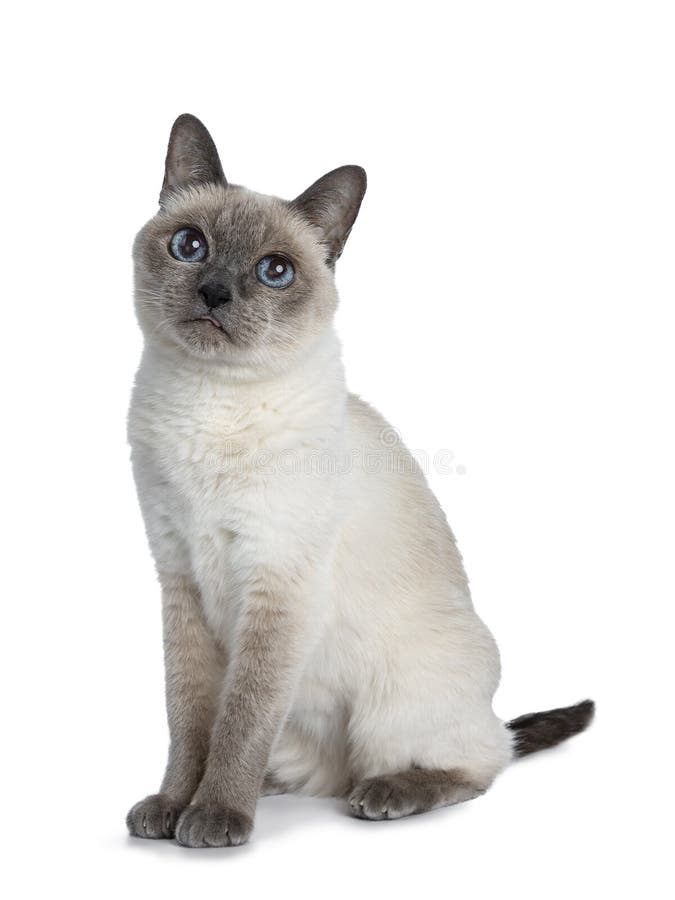 Senior Blue Point Thai Cat, Isolated on White Background. Stock Photo ...