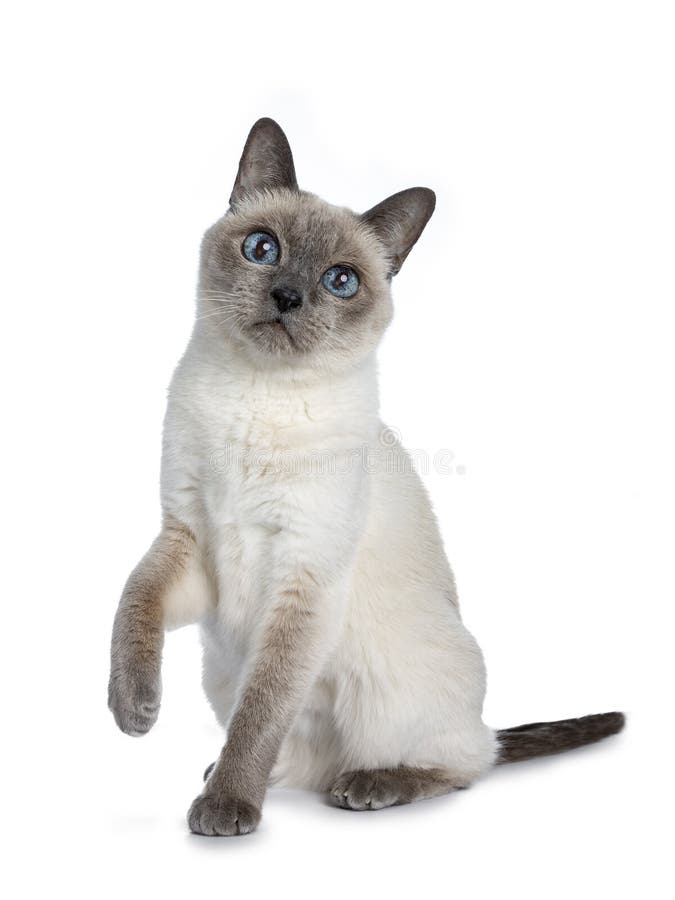 Senior Blue Point Thai Cat, Isolated on White Background. Stock Image ...
