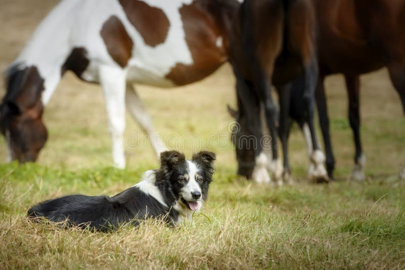 Senior Border Collie dog resting lying on the grass after running with its herd of horses royalty free stock photography Senior Border Collie dog resting lying on the grass after running with its herd of horses royalty free stock photography