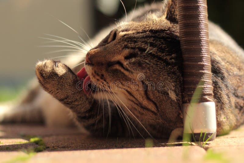 Senior cat licking his paw stock image. Image of furniture 159141815