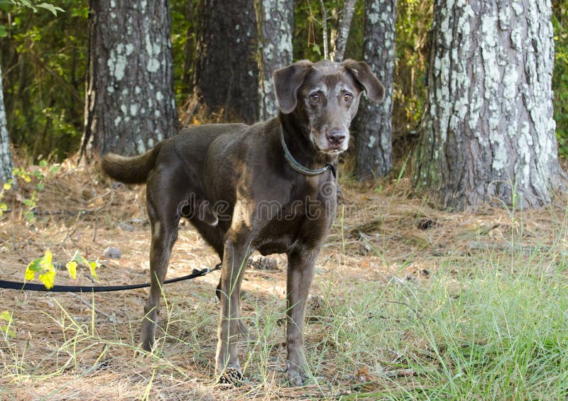 Senior Chocolate Labrador Retriever