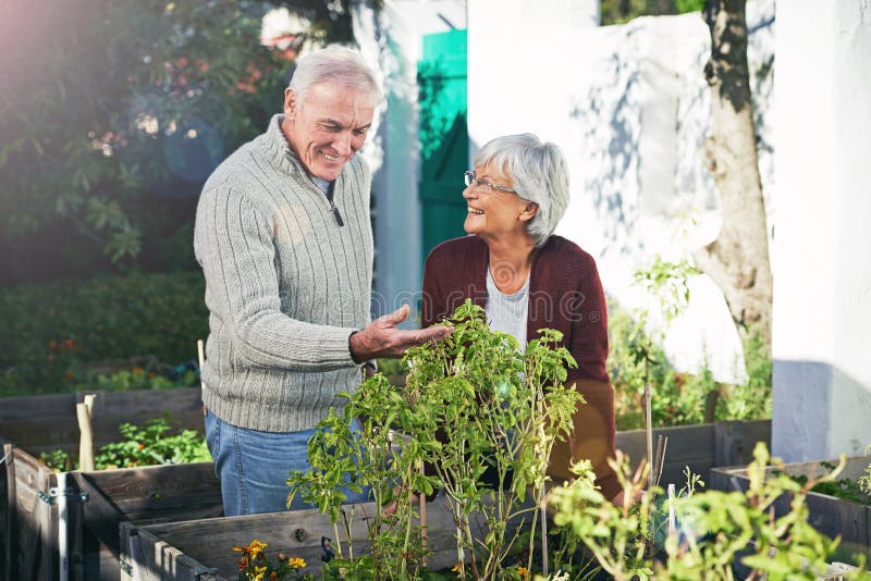 Senior Couple Gardening in Backyard, Plants and Happiness Outdoor with ...