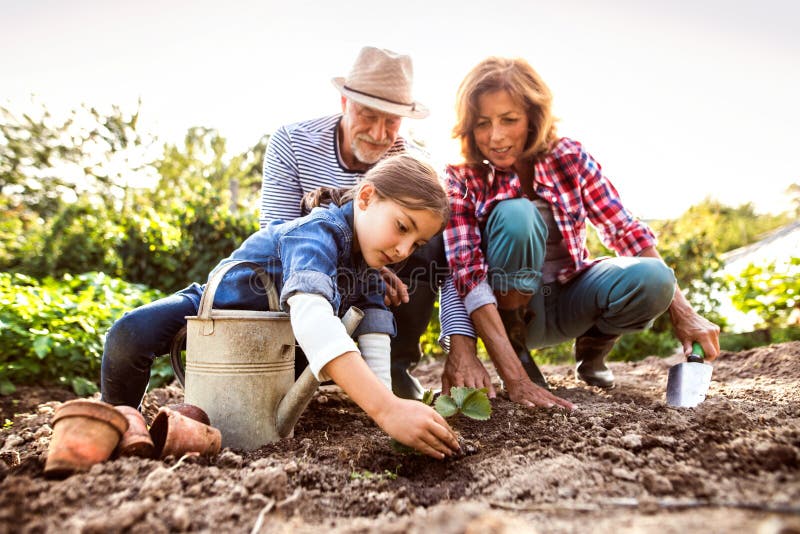 Senior couple with grandaughter gardening in the backyard garden