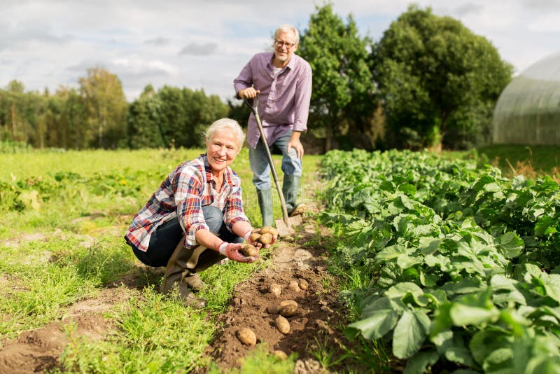 Mature Man Planting Letucce In His Organic Garden