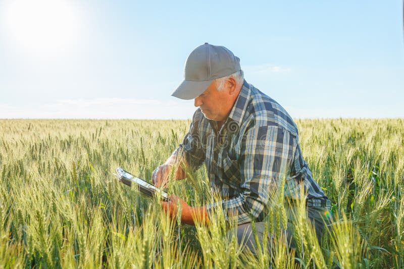 Senior Farmer Browsing Tablette im Weizenfeld stockfotos