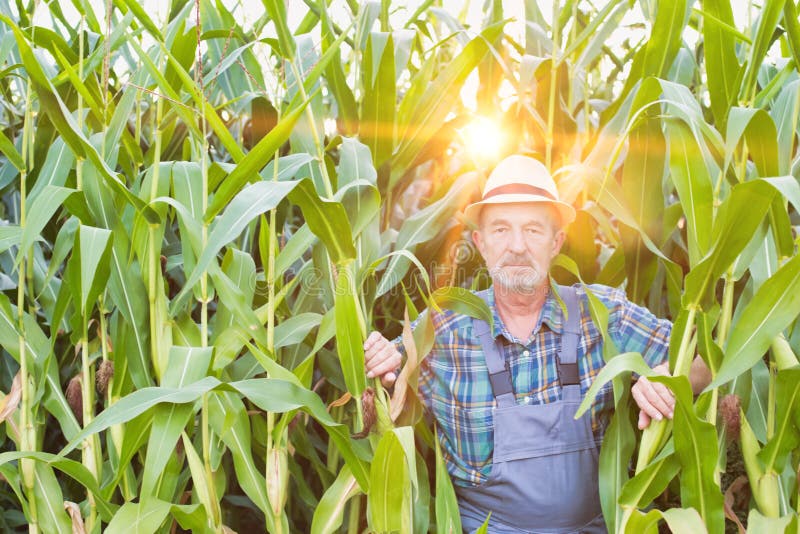 Senior Farmer Standing in Corn Field with Lens Flare Stock Photo