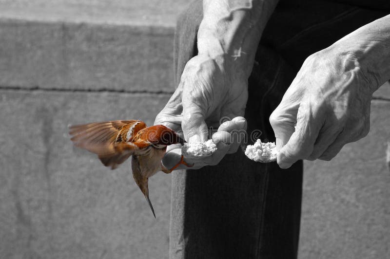 Senior Feeds a Sparrow