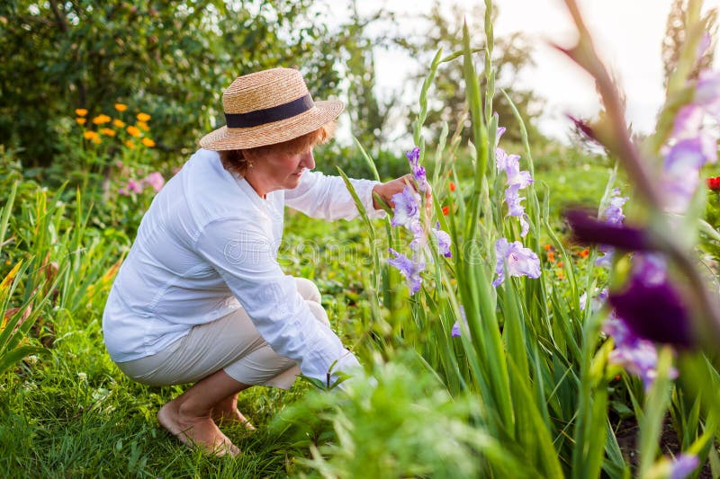 Senior Flower Farmer Picks Fresh Gladiolus in Summer Garden. Cut ...