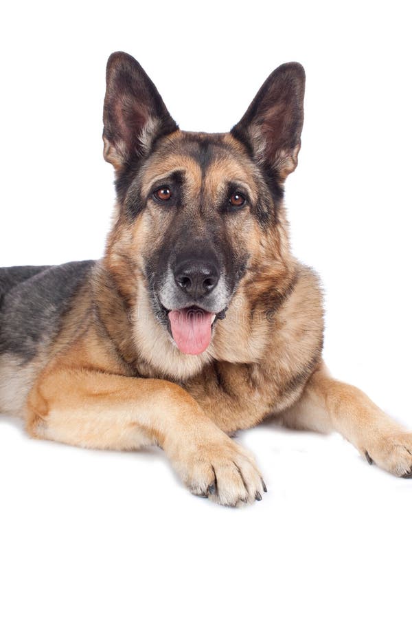 Senior german shepherd dog stock image. Image of home 40462671