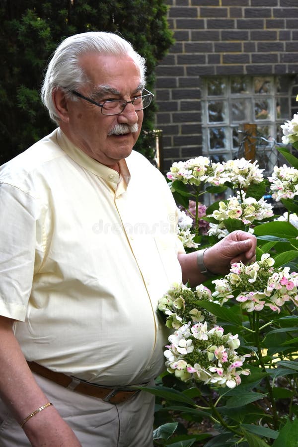 Senior man with blooming hydrangea royalty free stock photos